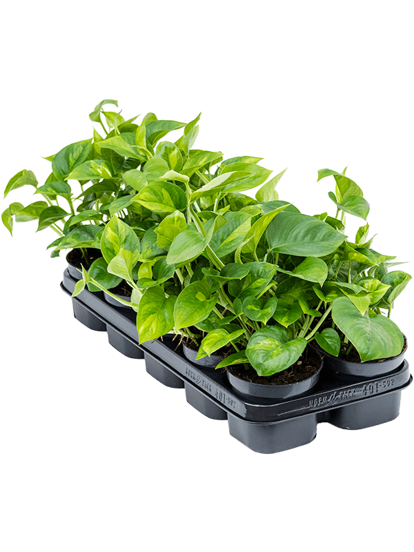 Сциндапсус (Епипремнум) 'Глобал Зел.' лоток 10 шт. Арт: 4SCGGHA12