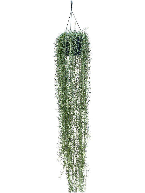Сенецио Блю пиккле Арт: 4SEBPHA25