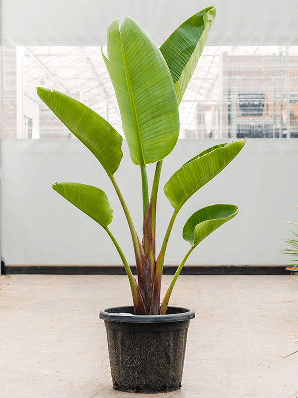 Стрелиция Николай Арт: 4STNIT008