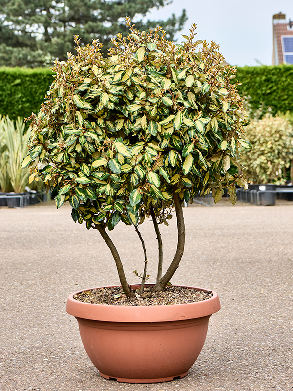 Елаеагнус еббингеи 'Марилине' Арт: 5ELMAVT42