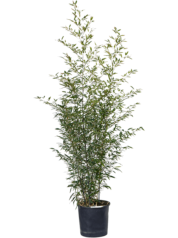 Листовник нигра Арт: 5PHNIBU30