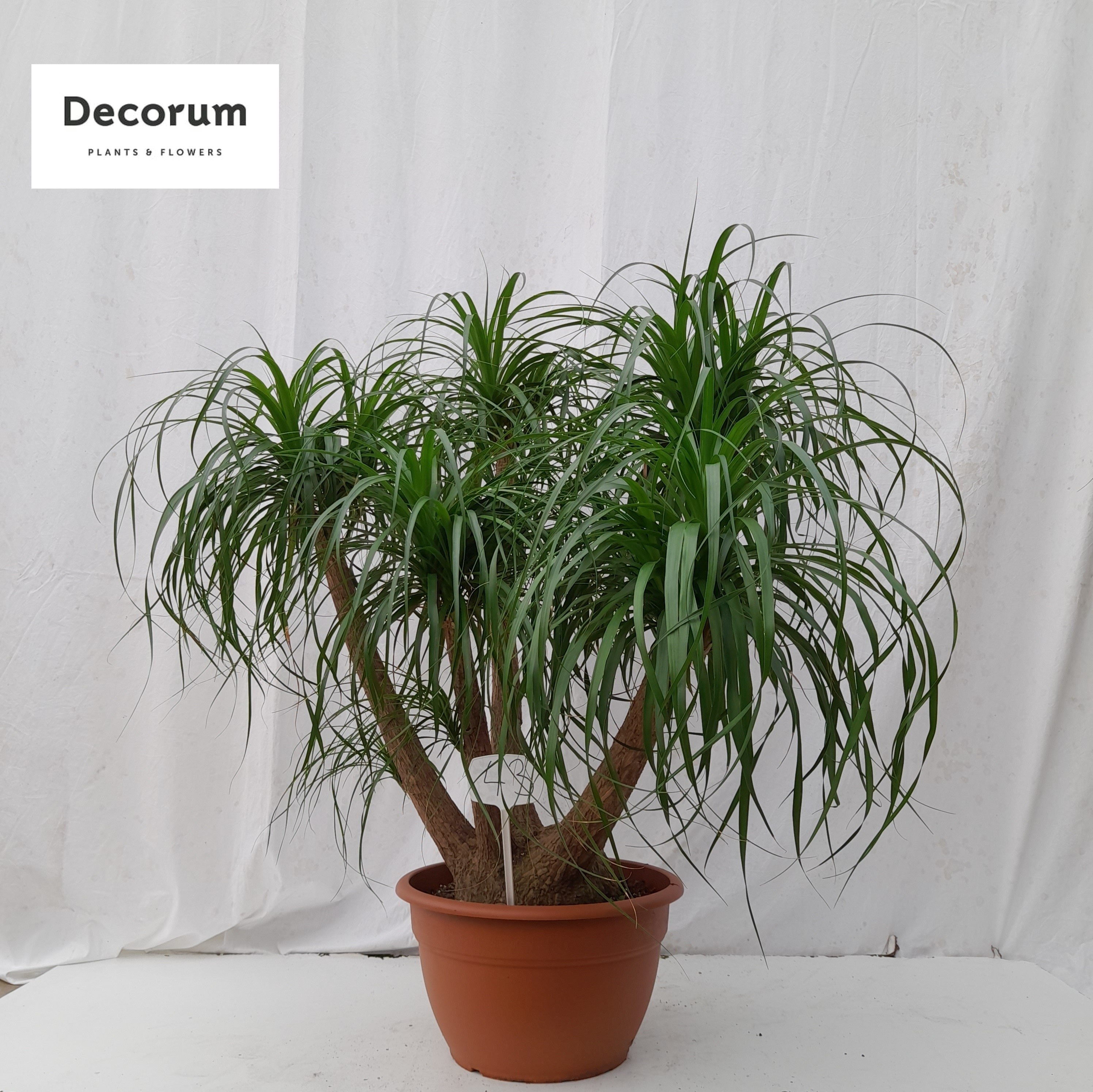 Нолина Арт: F00000596