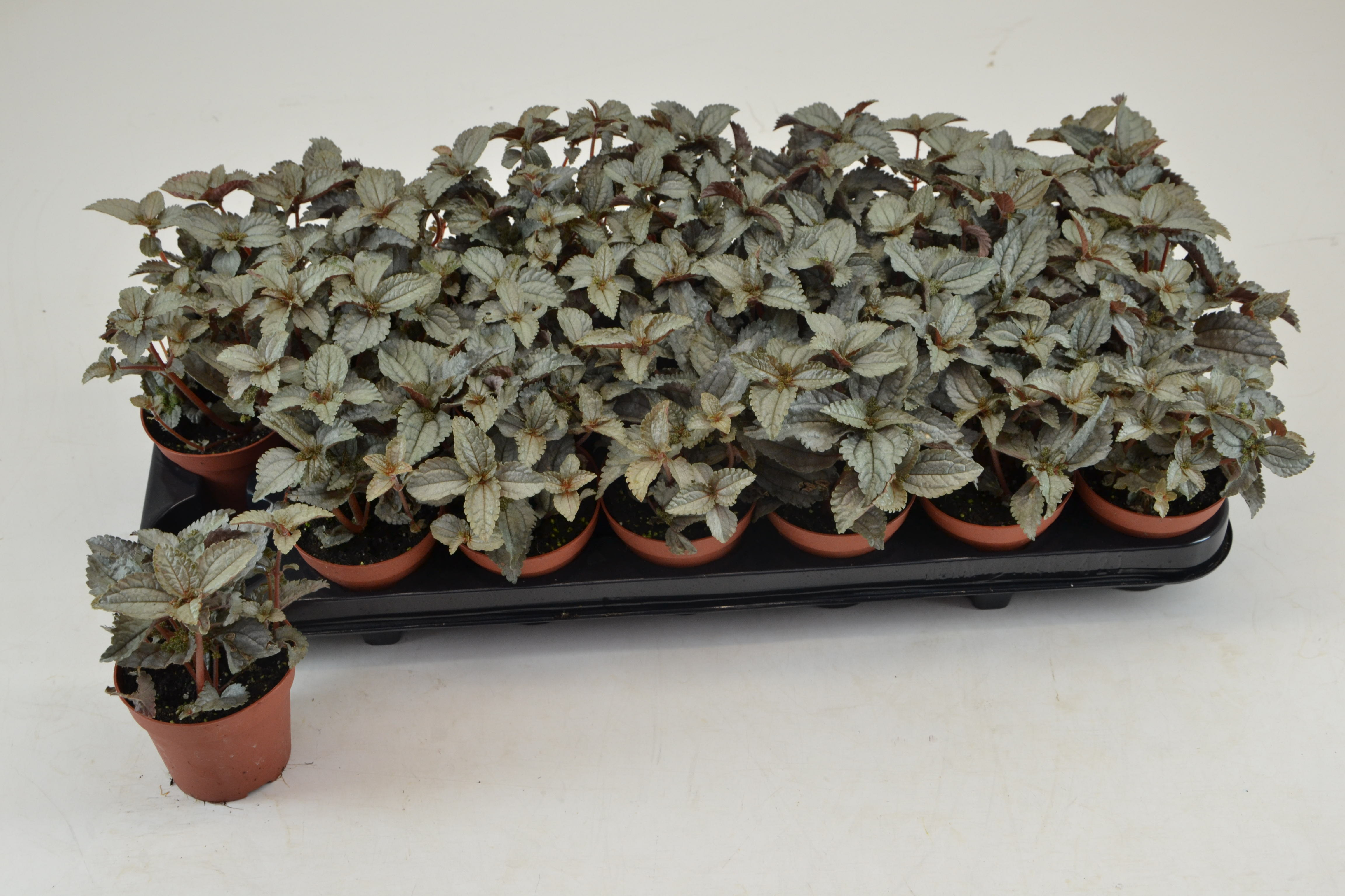 Пилея Еллен Арт: F00000777