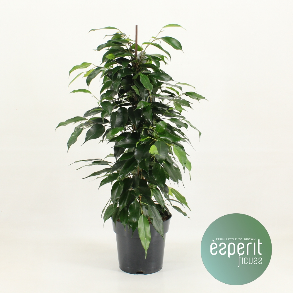 Фикус Бенжамина Даниелле® Арт: F00001081