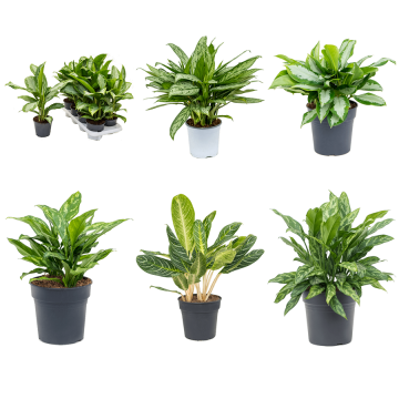 images/stories/virtuemart/product/nieuwkoop-plants/categories/aglaonema