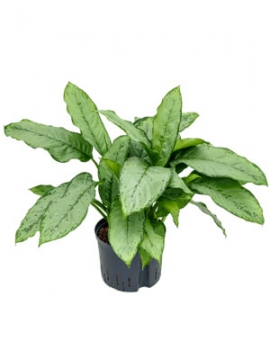 images/stories/virtuemart/product/nieuwkoop-plants/categories/aglaonema_freedman