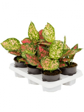 images/stories/virtuemart/product/nieuwkoop-plants/categories/aglaonema_other