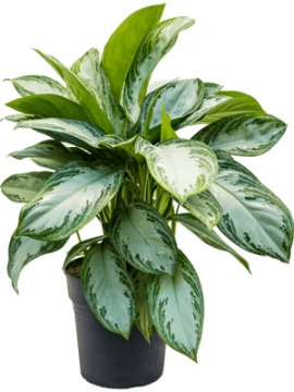 images/stories/virtuemart/product/nieuwkoop-plants/categories/aglaonema_silver-bay