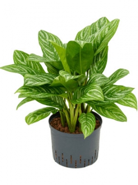 images/stories/virtuemart/product/nieuwkoop-plants/categories/aglaonema_stripes