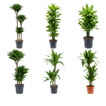 images/stories/virtuemart/product/nieuwkoop-plants/categories/dracaena