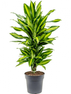 images/stories/virtuemart/product/nieuwkoop-plants/categories/dracaena_cintho