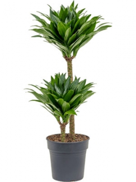 images/stories/virtuemart/product/nieuwkoop-plants/categories/dracaena_compacta