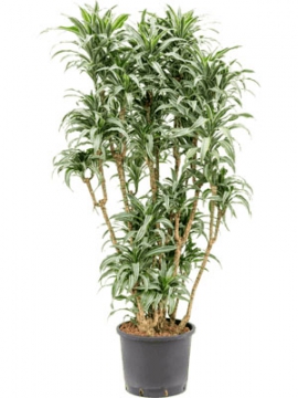 images/stories/virtuemart/product/nieuwkoop-plants/categories/dracaena_deremensis