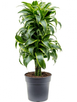 images/stories/virtuemart/product/nieuwkoop-plants/categories/dracaena_dorado