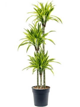 images/stories/virtuemart/product/nieuwkoop-plants/categories/dracaena_fragrans