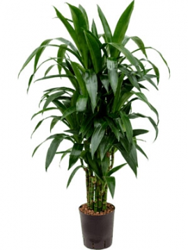 images/stories/virtuemart/product/nieuwkoop-plants/categories/dracaena_janet-craig