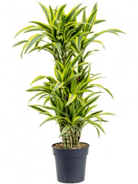 images/stories/virtuemart/product/nieuwkoop-plants/categories/dracaena_lemon-lime