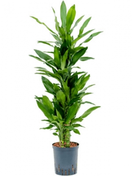 images/stories/virtuemart/product/nieuwkoop-plants/categories/dracaena_other