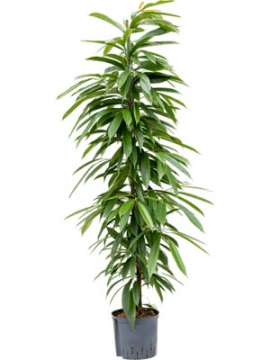 images/stories/virtuemart/product/nieuwkoop-plants/categories/ficus_amstel-king