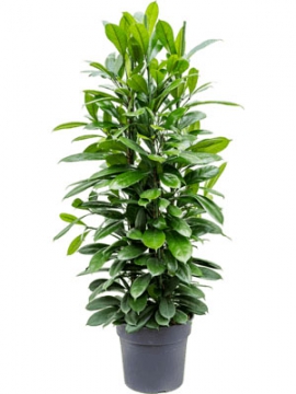 images/stories/virtuemart/product/nieuwkoop-plants/categories/ficus_cyathistipula