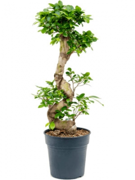 images/stories/virtuemart/product/nieuwkoop-plants/categories/ficus_microcarpa-compacta