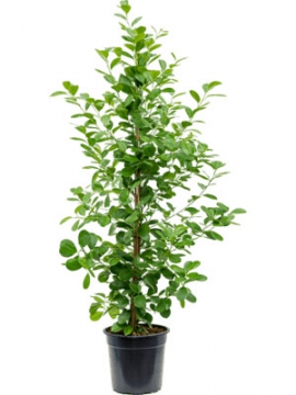 images/stories/virtuemart/product/nieuwkoop-plants/categories/ficus_moclame