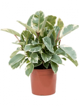 images/stories/virtuemart/product/nieuwkoop-plants/categories/ficus_other