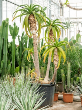 images/stories/virtuemart/product/nieuwkoop-plants/categories/mediterranean-plants_aloe