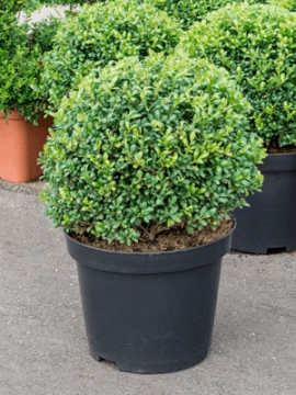 images/stories/virtuemart/product/nieuwkoop-plants/categories/mediterranean-plants_ilex