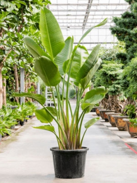 images/stories/virtuemart/product/nieuwkoop-plants/categories/mediterranean-plants_strelitzia