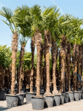 images/stories/virtuemart/product/nieuwkoop-plants/categories/mediterranean-plants_trachycarpus