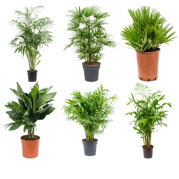 images/stories/virtuemart/product/nieuwkoop-plants/categories/palm-trees