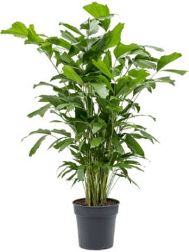 images/stories/virtuemart/product/nieuwkoop-plants/categories/palm-trees_caryota-mitis