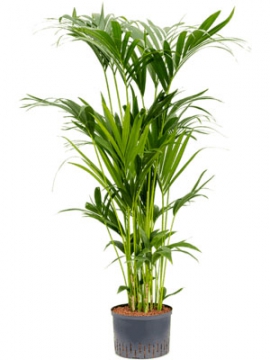 images/stories/virtuemart/product/nieuwkoop-plants/categories/palm-trees_kentia-howea-forsteriana