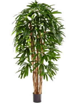 images/stories/virtuemart/product/nieuwkoop-plants/categories/palm-trees_rhapis