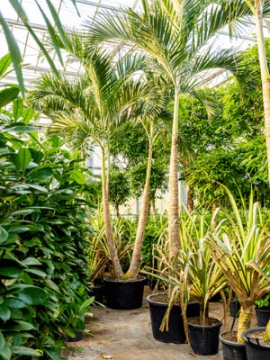 images/stories/virtuemart/product/nieuwkoop-plants/categories/palm-trees_veitchia