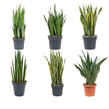 images/stories/virtuemart/product/nieuwkoop-plants/categories/sansevieria