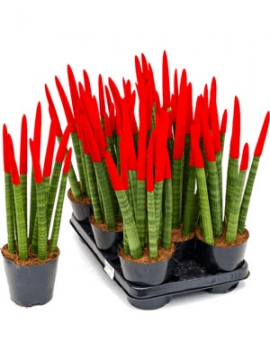 images/stories/virtuemart/product/nieuwkoop-plants/categories/sansevieria_cylindrica