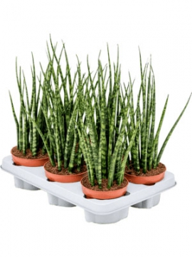 images/stories/virtuemart/product/nieuwkoop-plants/categories/sansevieria_fernwood