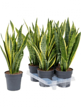 images/stories/virtuemart/product/nieuwkoop-plants/categories/sansevieria_laurentii