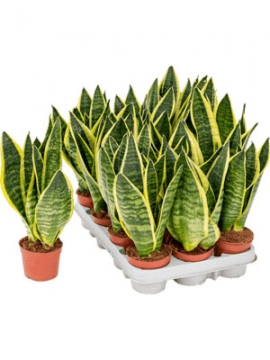 images/stories/virtuemart/product/nieuwkoop-plants/categories/sansevieria_other