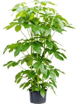 images/stories/virtuemart/product/nieuwkoop-plants/categories/schefflera_amate