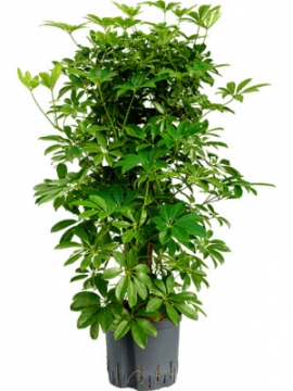 images/stories/virtuemart/product/nieuwkoop-plants/categories/schefflera_arboricola