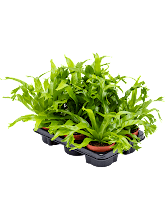 Асплениум (Костенец) Ами Арт: 4ASARBP10