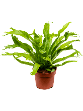 Асплениум (Костенец) Ами Арт: 4ASARBP10 1