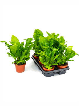 Асплениум Нидус (Костенец гнездовой) Кампио Арт: 4ASCABP12