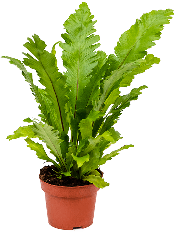 Асплениум Нидус (Костенец гнездовой) Кампио Арт: 4ASCABP12 1