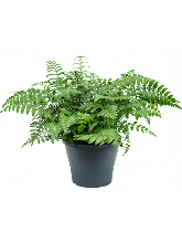 Асплениум (Костенец) Парвати Арт: 4ASPABU23