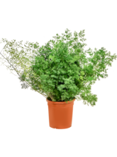 Аспарагус умбеллатус (мирайоцладус) Арт: 4ASUMBU31