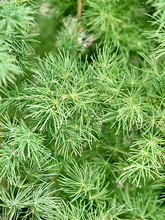 Аспарагус умбеллатус (мирайоцладус) Арт: 4ASUMBU31 1